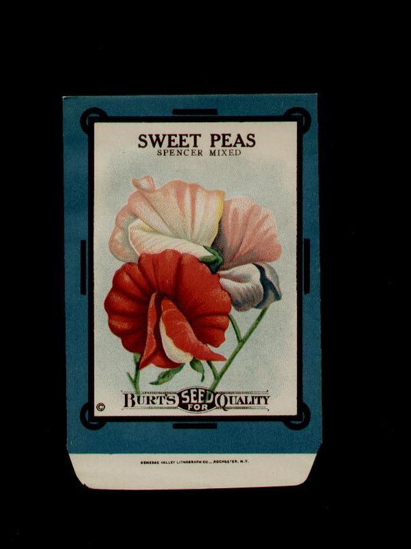 ANTIQUE 1910’s BURT’S SWEET PEAS LITHO SEED PACKET ~RARE~ NO SEEDS