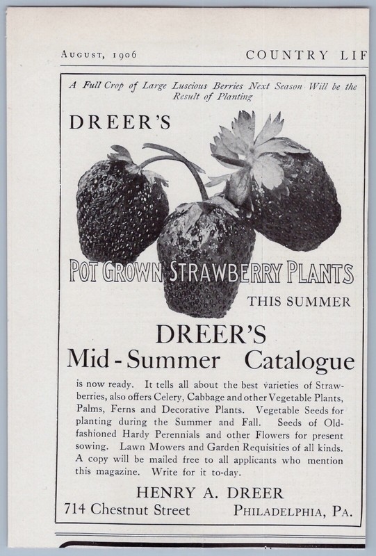 1906 Henry A Dreer Vintage Ad Pot Grown Strawberries Gardening Garden Vegetables