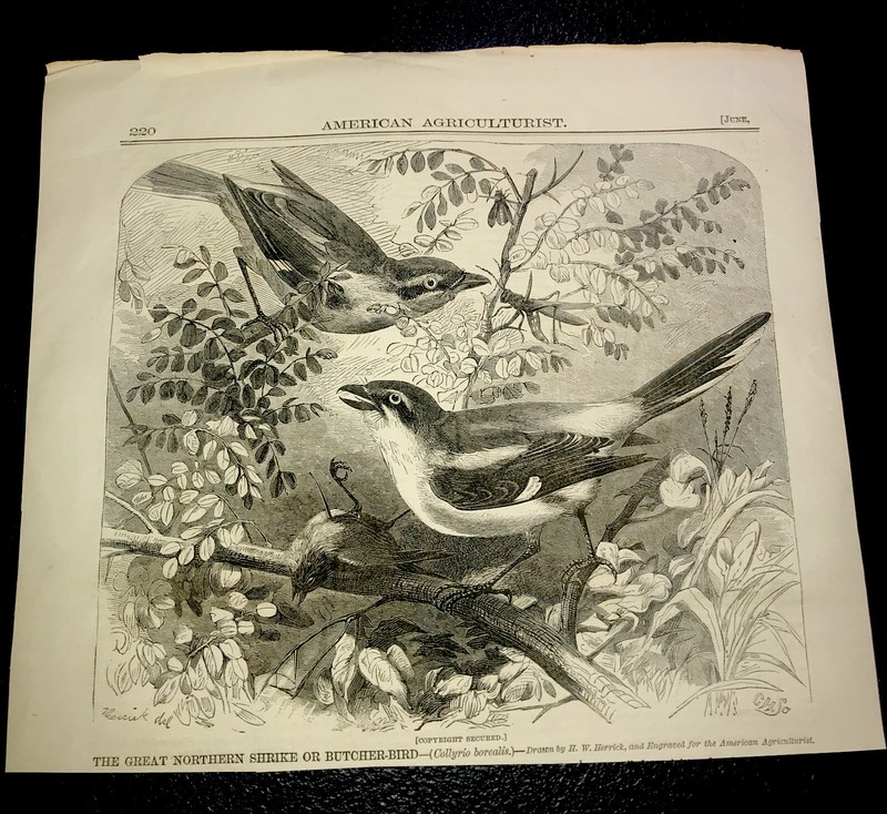 1870 Great Northern Shrike Or Butcher Bird Engraving Advertising