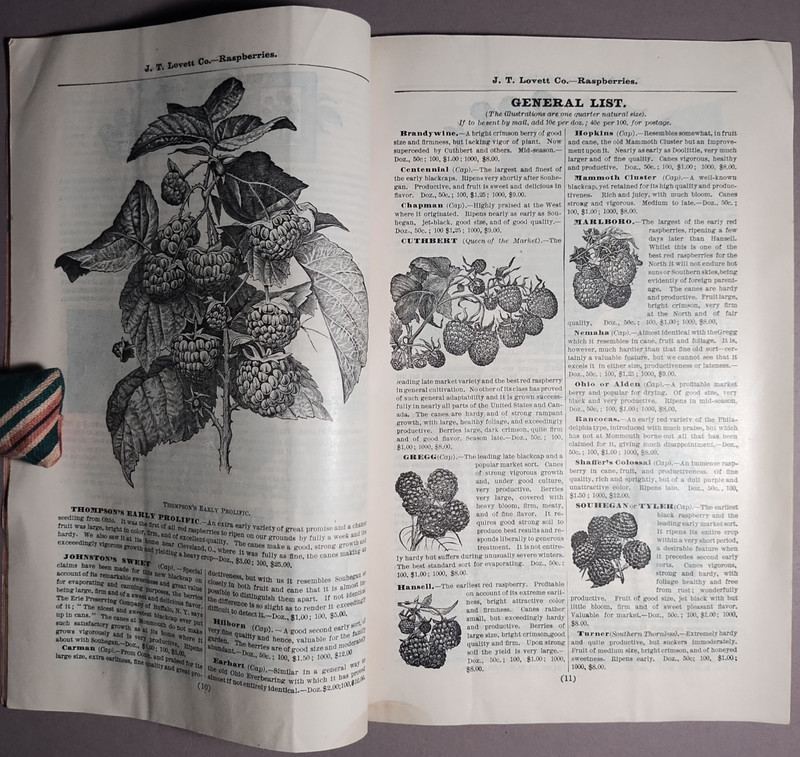 1888 JT Lovett Co Little Silver NJ Fruit Nut Trees Plants Catalog B1-63 gallery