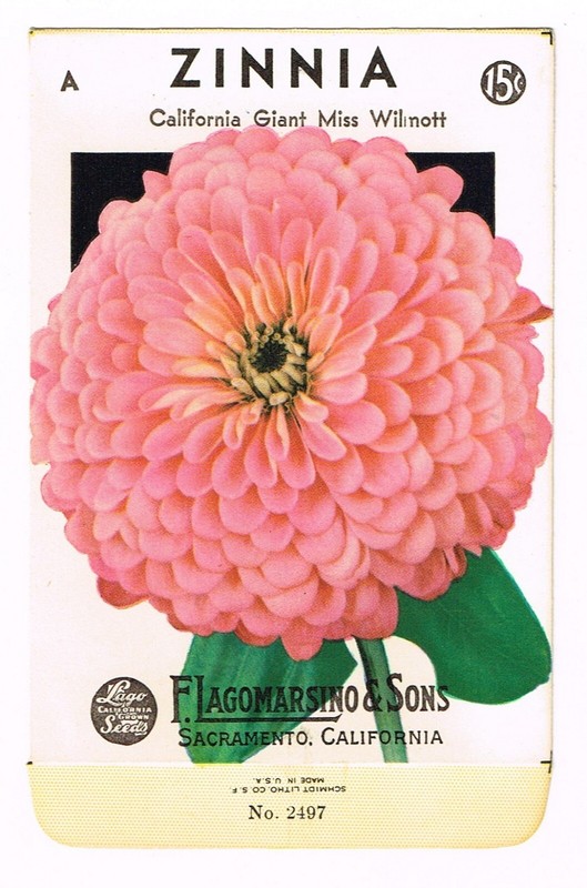 ORIGINAL VINTAGE SEED PACKETS FLOWERS C1930S-1940S SACRAMENTO ZINNIA WILMOTT