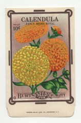 Original Vintage 1910s Burt’s Calendula Seed Packet Litho Unused