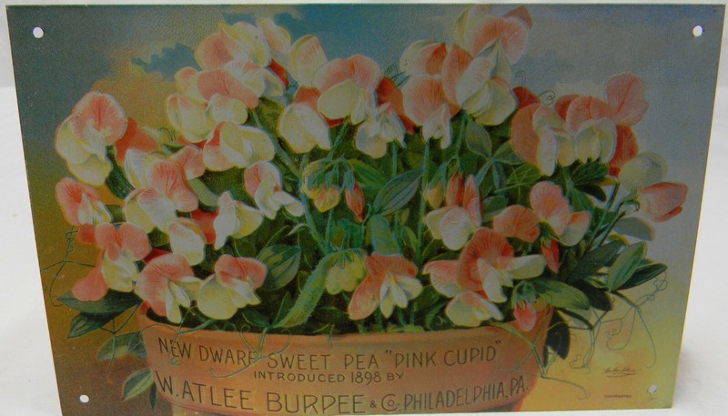 BURPEE’S SEEDS 1889 ADVERTISING W. ATLEE BURPEE & CO. NEW DWARF SWEET PEA