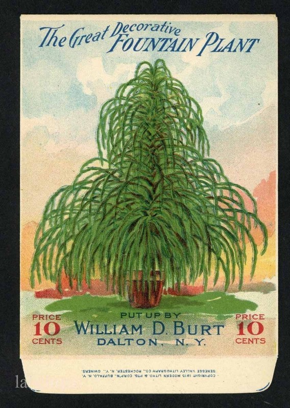 FOUNTAIN PLANT, Burt’s Antique Seed Packet, Kitchen Decor, 025
