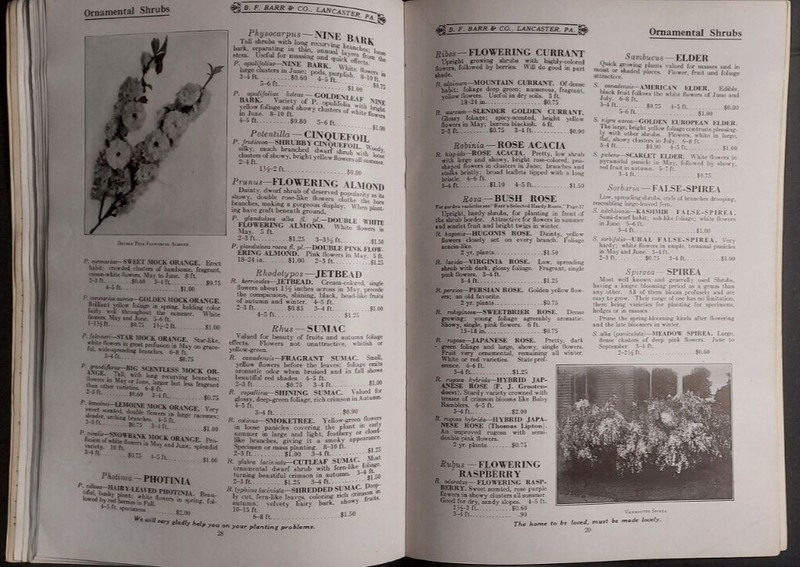 1924 Barr's Nursery Catalog BF Barr Lancaster Ornamental Trees Shrubs Perennials gallery