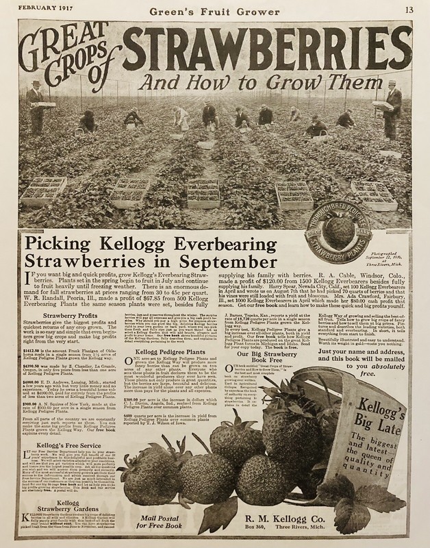 1917 AD.(XH71)~R.M. KELLOGG CO. THREE RIVERS, MI. EVERBEARING STRAWBERRIES