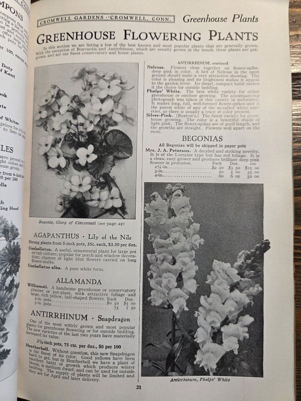1917 Cromwell CT Gardens Catalog Trees Shrubs Roses Plants Garden & Greenhouse gallery