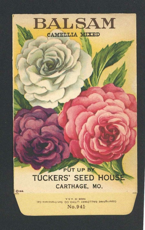 1918 TUCKERS BALSAM ANTIQUE LITHO SEED PACKET – GALLOWAY LITHO., CO., S. F., CA