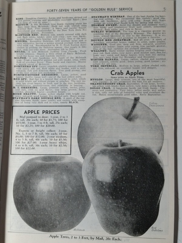 1940 Allen's Nurseries and Seed House Catalog Geneva, Ohio Golden Jubilee Peach gallery