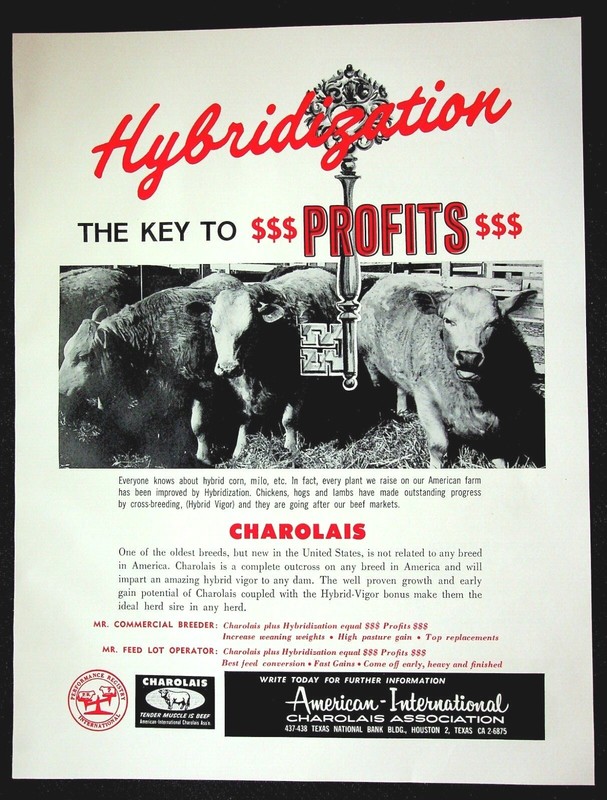 American-Int’l Charolais Assc, 1962 Farm Quarterly VTG Print Ad, Agriculture