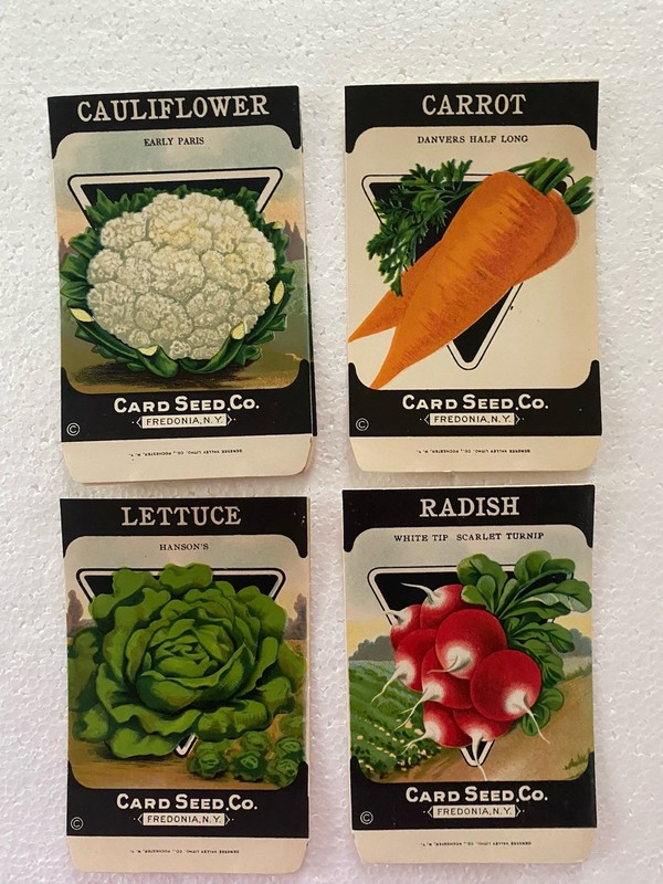 4 – 1920’s Card Seed Co Seed Packet New Old Stock Gênesee Litho #4