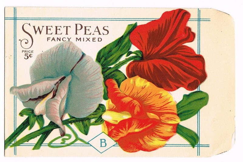 ORIGINAL VINTAGE SEED PACKET SWEET PEAS FLOWERS ADVERTISING C1910 BURTS MIXED A9