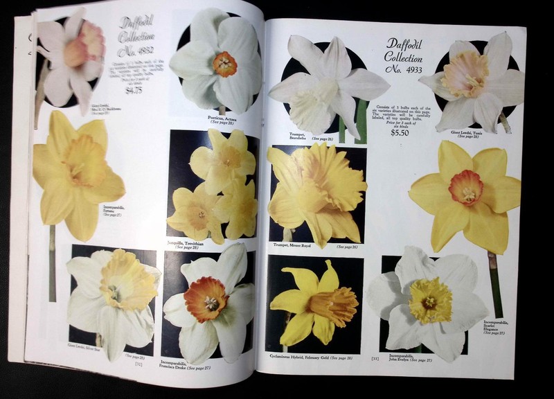 1949 Wayside Gardens Root Strength Autumn Planting Illustrated Seed Catalog gallery