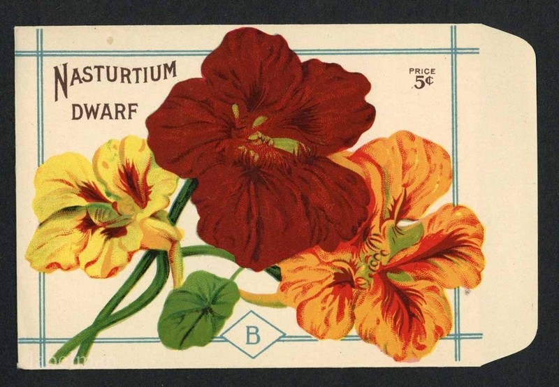 NASTURTIUM, Dwarf, Burt’s Antique Seed Packet, Kitchen Decor, 022