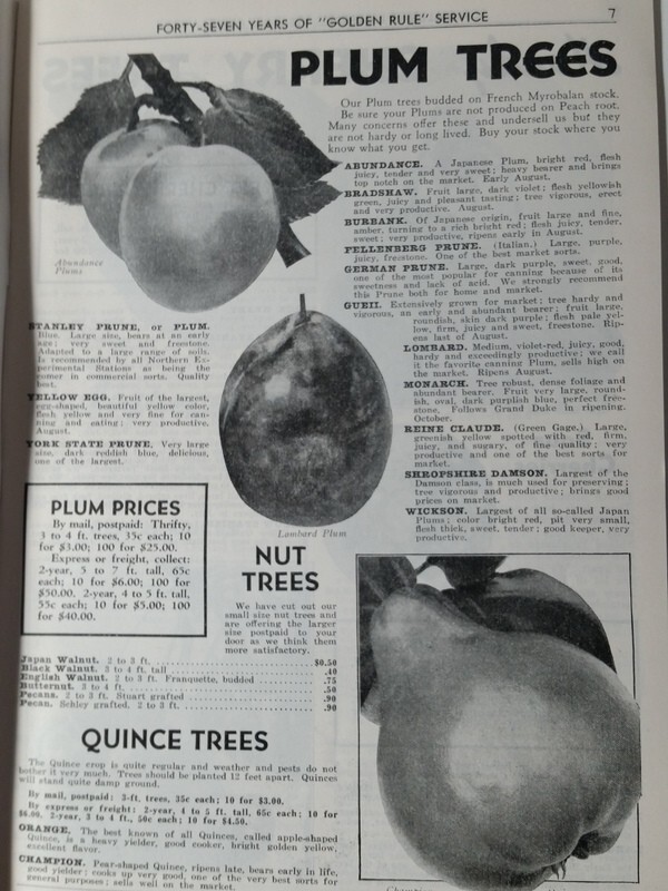 1940 Allen's Nurseries and Seed House Catalog Geneva, Ohio Golden Jubilee Peach gallery