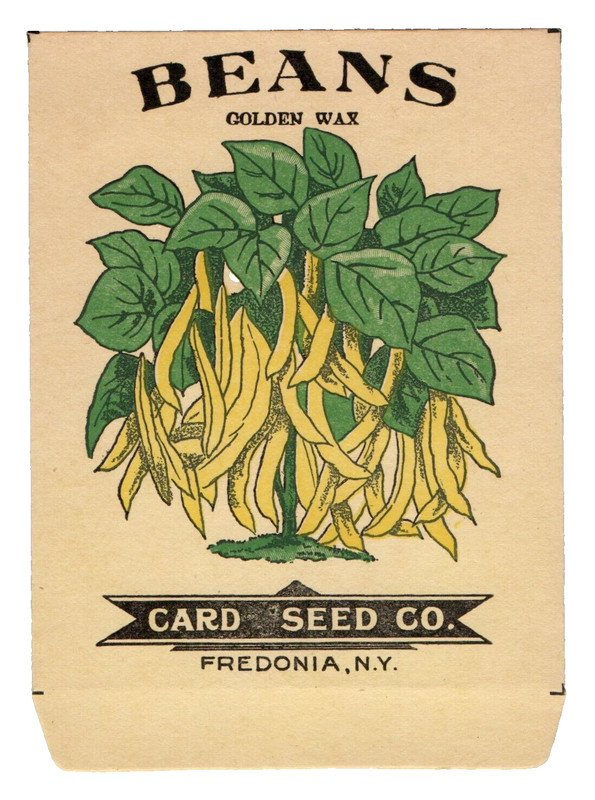 c1920 Card Seed Co. Golden Wax Beans Empty Packet Color Graphics Fredonia NY VTG