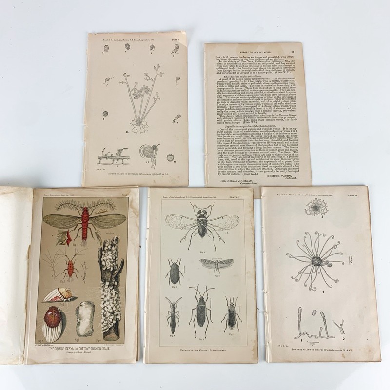 1886 Dept Of Agriculture Color & B/W Book Plates Diseases Fruit Insect Pages