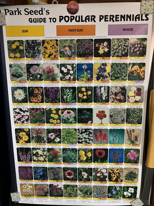 Vintage Park Seeds Guide to Perennials Poster 25″x 38″ 1984
