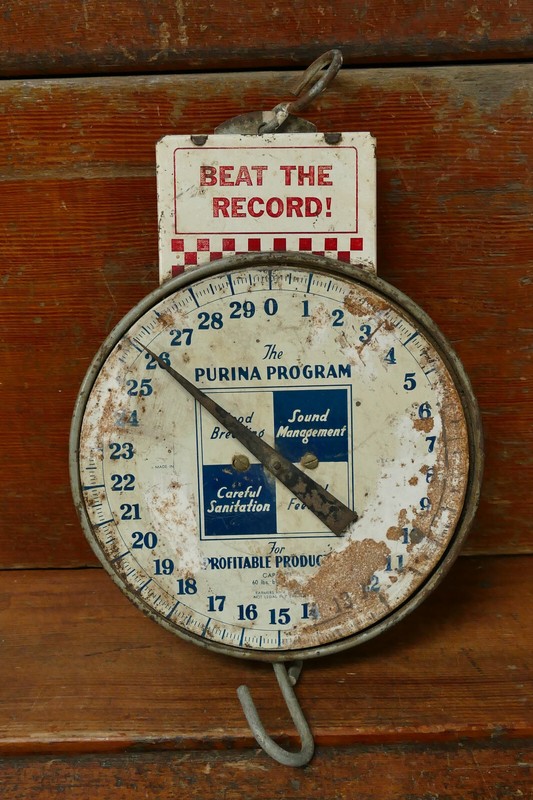 Vintage Primitive Purina Beat The Record! & Cow Culler Advertising Scale / Sign