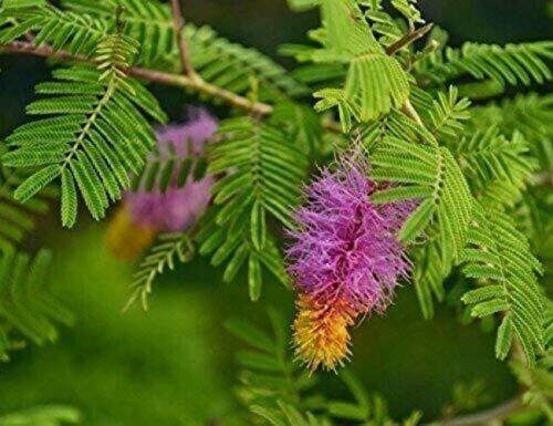 SHAMI TREE/BANNI TREE/VANNI MARAM/PROSOPIS CINERARIA TREE SEEDS – PACK OF 25 -FS