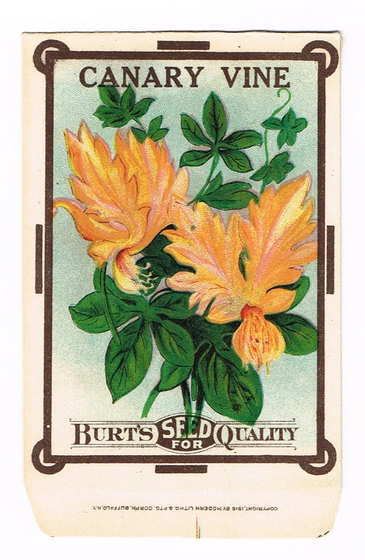 VINTAGE SEED PACKET FLOWERS ADVERTISING C1910 GENERAL STORE GARDEN CANARY VINE