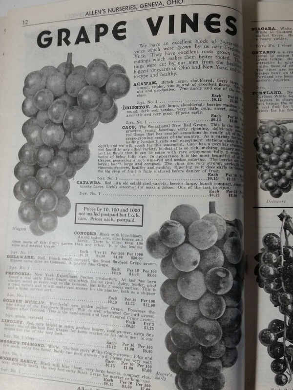 1940 Allen's Nurseries and Seed House Catalog Geneva, Ohio Golden Jubilee Peach gallery