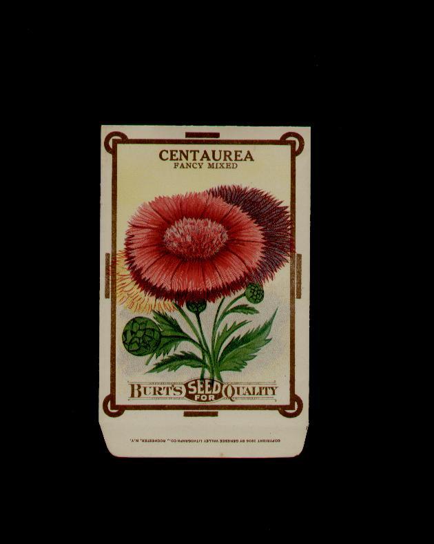 1910’s BURT’S CENTAUREA ANTIQUE LITHO SEED PACKET ~L@@K~