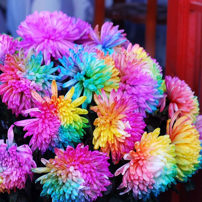 100 Rainbow Chrysanthemum Seeds Garden Flower