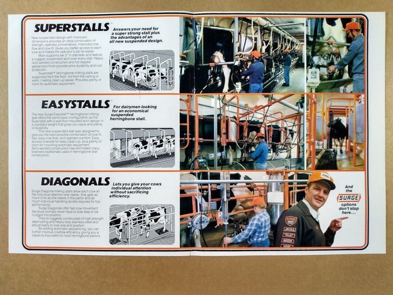 1981 Surge Dairy Cow Milking Stalls vintage print Ad