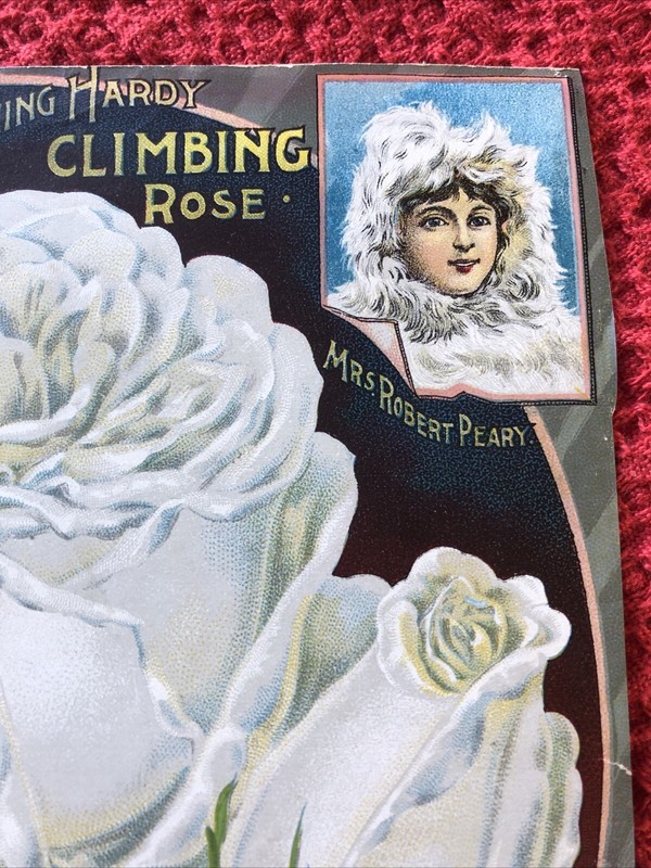 Antique White Climbing Rose Cover For The Dingee & Conard Co. Seeds/Plants 1897 gallery