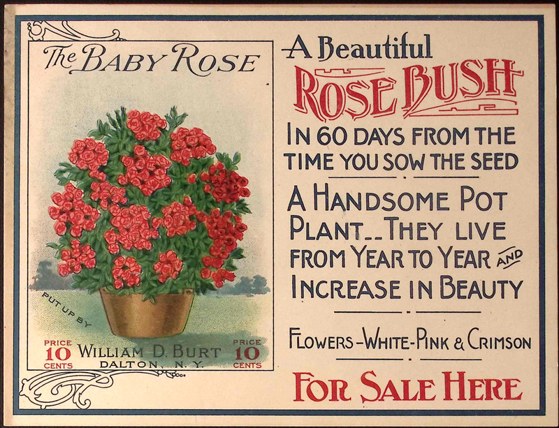 1910s William D Burt DALTON NY Baby Rose Rosebush Label Paper Store Sign