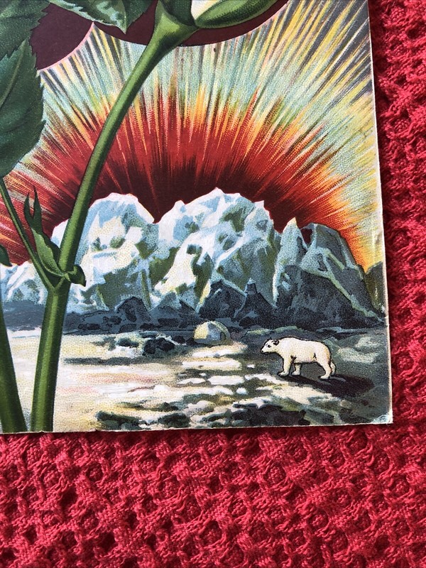 Antique White Climbing Rose Cover For The Dingee & Conard Co. Seeds/Plants 1897 gallery