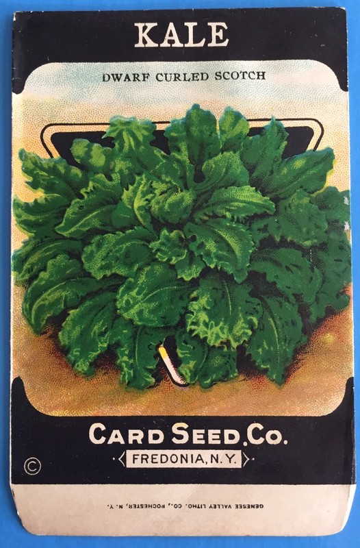 *Original* KALE Dwarf Curled Scotch CARD SEED Packet Pack 1920’s Fredonia N.Y.