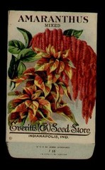 ANTIQUE 1910’s AMARANTHUS MIXED LITHO SEED PACKET – EVERITT’S, INDIANAPOLIS,IND