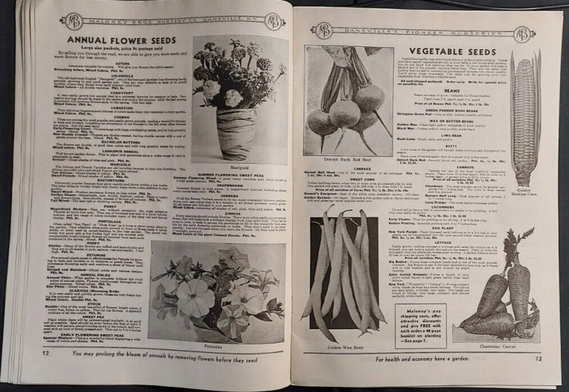 1934 Seed Nursery Catalog Maloney Brothers Dansville NY Roses Vegetable Fruits gallery