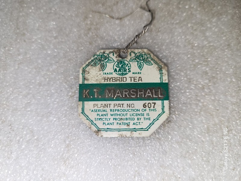 Vintage Jackson & Perkins K T Marshall Hybrid Tea Metal Plant Tag #1