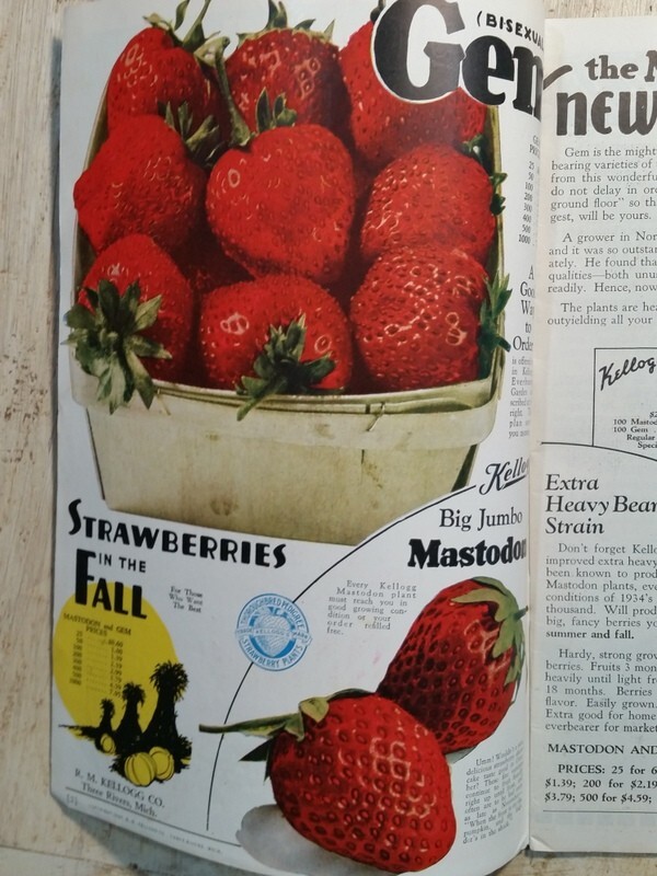 1937 Kellogg's Strawberries and Garden Fruits Catalog Three Rivers MI Michigan gallery