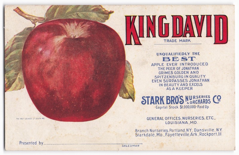 VTG Stark Bro’s Nurseries King David Apple Advertising Label/Trade Card Litho