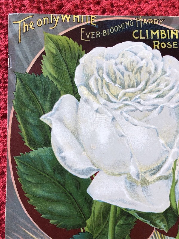Antique White Climbing Rose Cover For The Dingee & Conard Co. Seeds/Plants 1897 gallery