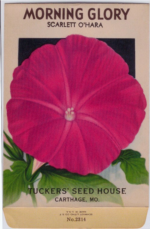 Vintage Flower Seed Packet “MORNING GLORY” 1920s “NO SEEDS” Original Lithograph