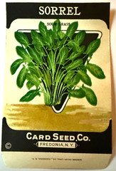 Vintage Seed Packet Sour Grass Sorrel Card Seed Co, Fredonia, NY c1920-30s A3
