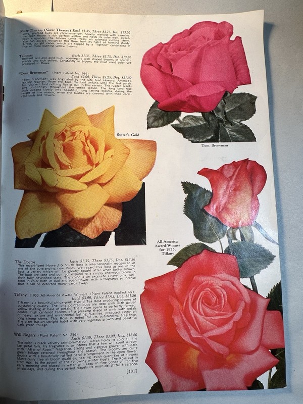 1955 Wayside Gardens Root Strength Planting Illustrated Seed Catalog gallery