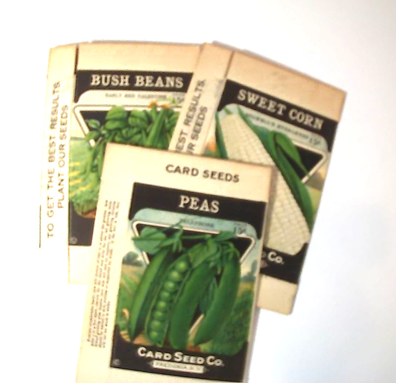 VINTAGE 3 SEED BOXES FROM THE CARD SEED CO. FREDONIA,N.Y.