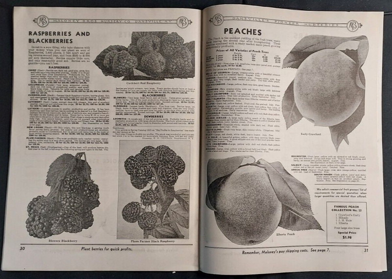 1934 Seed Nursery Catalog Maloney Brothers Dansville NY Roses Vegetable Fruits gallery