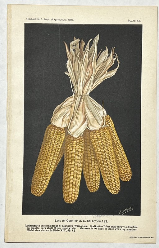 Original C1909 Wisconsin Corn Ears Print,US Dept of Agriculture,Vintage,Old