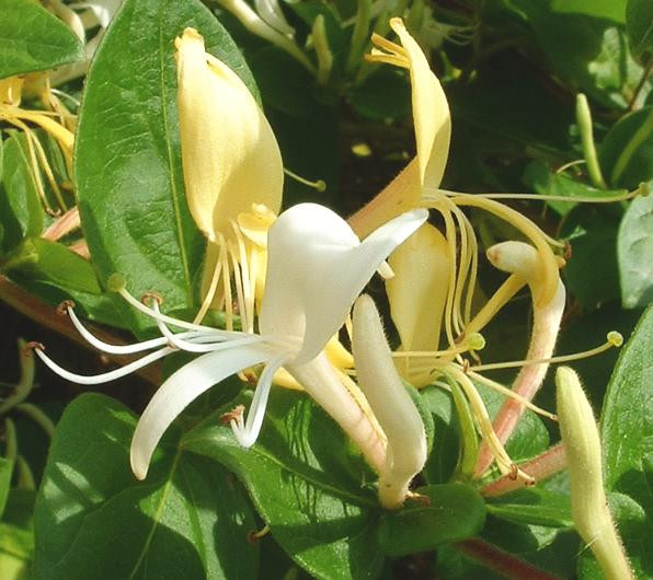 Lonicera japonica seeds Japanese honeysuckle golden silver graines semillas