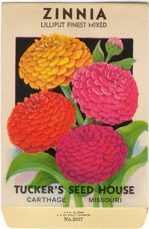 Vintage Flower Seed Packet ZINNIA Lilliput 1920S “NO SEEDS” Original Lithograph