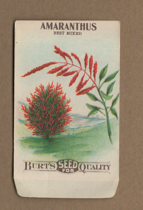Original Vintage 1910s Burt’s Amaranthus Seed Packet Litho Unused