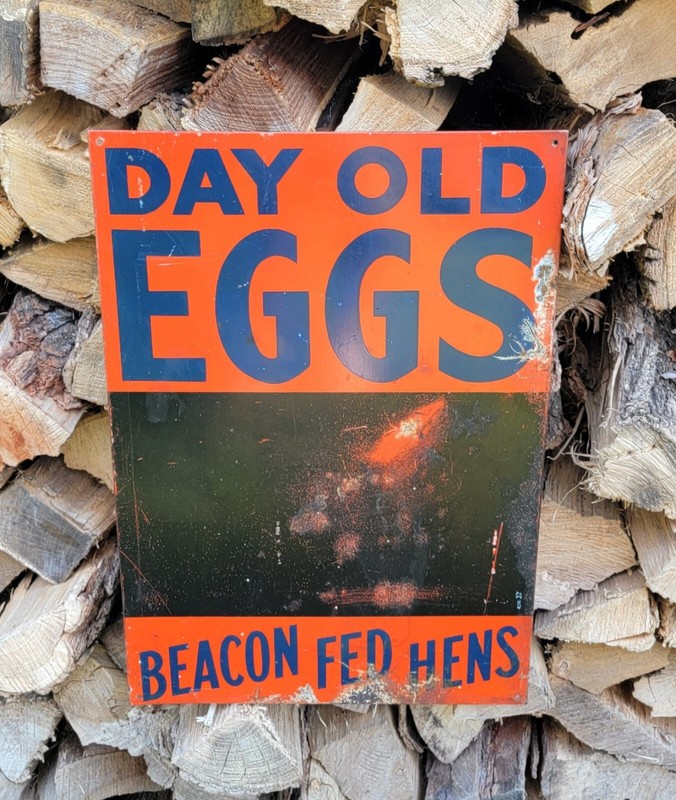 Beacon Feeds Day Old Eggs Sign 19.25 x 13.25