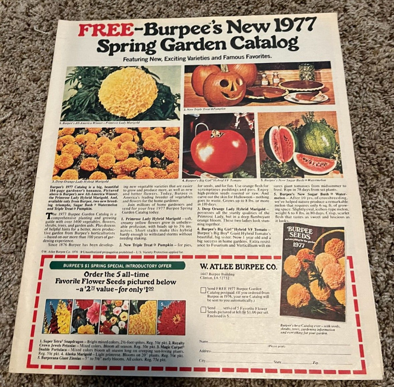 1977 W. Atlee Burpee Flower Seeds Watermelon Pumpkin Newspaper Print Ad